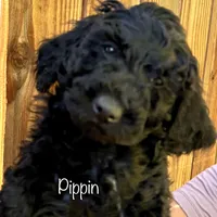 Pipin, a male Poodle - Standard  for sale in Palm Springs, CA – Photo 2 of 3