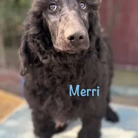 Merri, a male Poodle - Standard  for sale in Palm Springs, CA – Photo 1 of 3