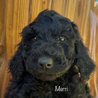 Merri, a male Poodle - Standard  for sale in Palm Springs, CA – Photo 2 of 3