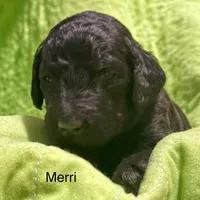 Merri, a male Poodle - Standard  for sale in Palm Springs, CA – Photo 3 of 3