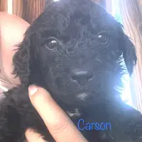 Carson, a male Goldendoodle for sale in Palm Springs, CA – Photo 3 of 5