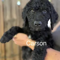 Carson, a male Goldendoodle for sale in Palm Springs, CA – Photo 1 of 5