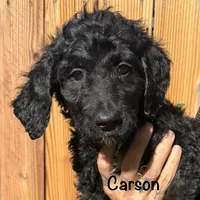 Carson, a male Goldendoodle for sale in Palm Springs, CA – Photo 2 of 5