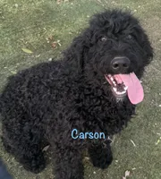 Carson, a male Goldendoodle for sale in Palm Springs, CA – 1 of 6