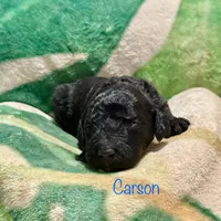 Carson, a male Goldendoodle for sale in Palm Springs, CA – Photo 4 of 5