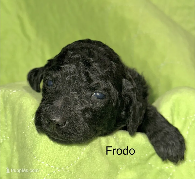 Frodo