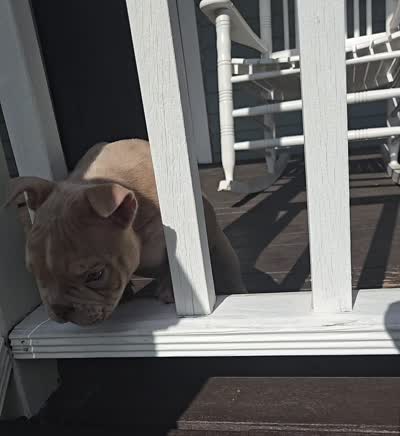 Lilac merle male, a male American Bully for sale in Derry, NH – 3 of 6