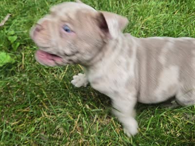 Lilac merle , a male American Bully for sale in Derry, NH – 2 of 4