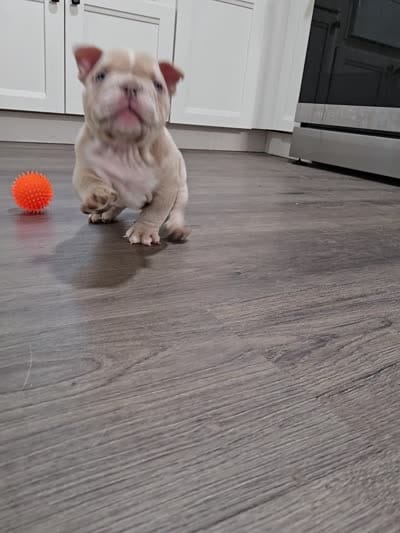 Lilac merle male, a male American Bully for sale in Derry, NH – 6 of 6