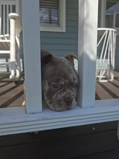 Lilac merle , a male American Bully for sale in Derry, NH – 3 of 4