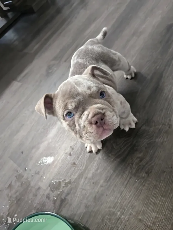 Lilac merle  – American Bully puppy for sale in Derry, NH