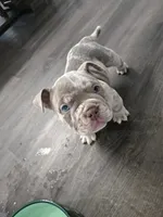 Lilac merle , a male American Bully for sale in Derry, NH – 1 of 4