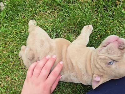 Lilac merle male, a male American Bully for sale in Derry, NH – 5 of 6