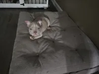 Lilac merle male, a male American Bully for sale in Derry, NH – 2 of 6