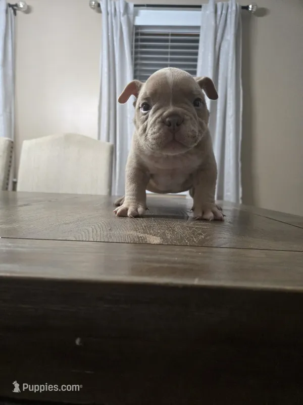 Lilac merle male – American Bully puppy for sale in Derry, NH