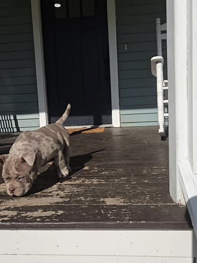 Lilac merle , a male American Bully for sale in Derry, NH – 4 of 4