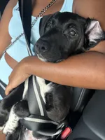 Koda, a male Labrador Retriever for sale in McDonough, GA – 3 of 3