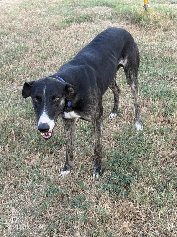 Parker’s babies  – Greyhound puppy for sale in Spivey, KS