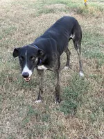 Parker’s babies , a male Greyhound for sale in Spivey, KS – 1 of 6