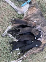 Parker’s babies , a male Greyhound for sale in Spivey, KS – 5 of 6