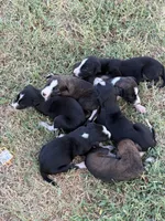 Parker’s babies , a male Greyhound for sale in Spivey, KS – 2 of 6