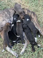 Parker’s babies , a male Greyhound for sale in Spivey, KS – 4 of 6