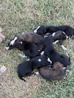 Parker’s babies , a male Greyhound for sale in Spivey, KS – 3 of 6