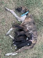 Parker’s babies , a male Greyhound for sale in Spivey, KS – 6 of 6