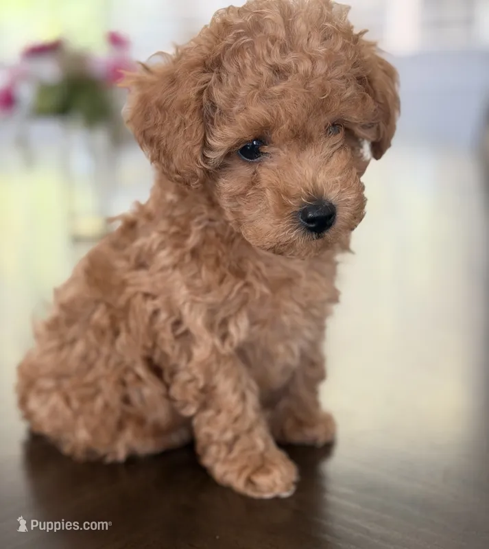 Cookie  – Poodle - Toy  puppy for sale in Antelope, CA