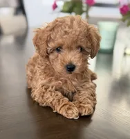 Cookie , a male Poodle - Toy  for sale in Antelope, CA – 2 of 5