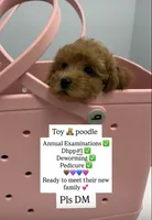 Ginger , a female Poodle - Toy  for sale in Antelope, CA – 6 of 6