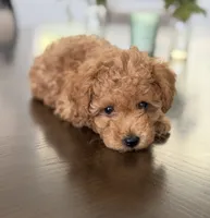Cookie , a male Poodle - Toy  for sale in Antelope, CA – 5 of 5