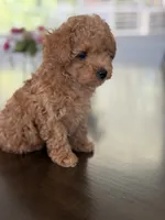 Cookie , a male Poodle - Toy  for sale in Antelope, CA – 4 of 5