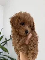 Ginger , a female Poodle - Toy  for sale in Antelope, CA – 3 of 6