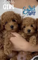 Ginger , a female Poodle - Toy  for sale in Antelope, CA – 5 of 6