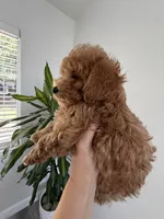 Ginger , a female Poodle - Toy  for sale in Antelope, CA – 2 of 6