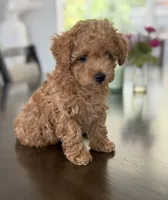 Cookie , a male Poodle - Toy  for sale in Antelope, CA – 3 of 5