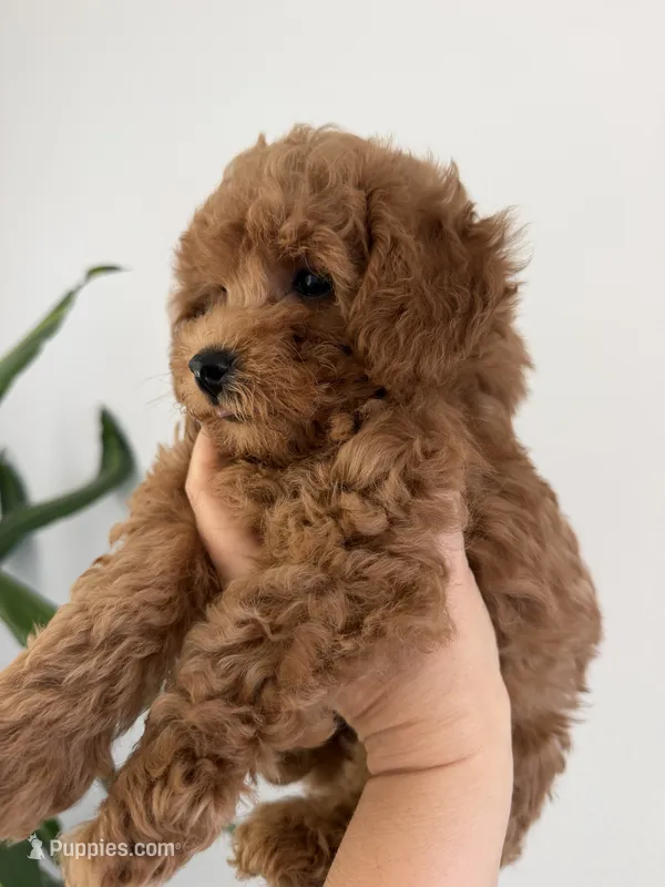 Ginger  – Poodle - Toy  puppy for sale in Antelope, CA