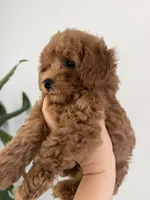 Ginger , a female Poodle - Toy  for sale in Antelope, CA – 1 of 6