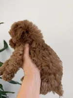Ginger , a female Poodle - Toy  for sale in Antelope, CA – 4 of 6