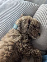 Teddy, a male Miniature Goldendoodle for sale in Tampa, FL – Photo 4 of 4