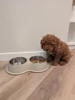 Teddy, a male Miniature Goldendoodle for sale in Tampa, FL – Photo 3 of 4