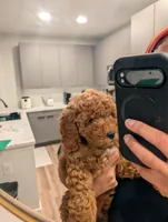 Teddy, a male Miniature Goldendoodle for sale in Tampa, FL – Photo 2 of 4