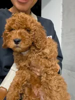 Teddy, a male Miniature Goldendoodle for sale in Tampa, FL – Photo 1 of 4