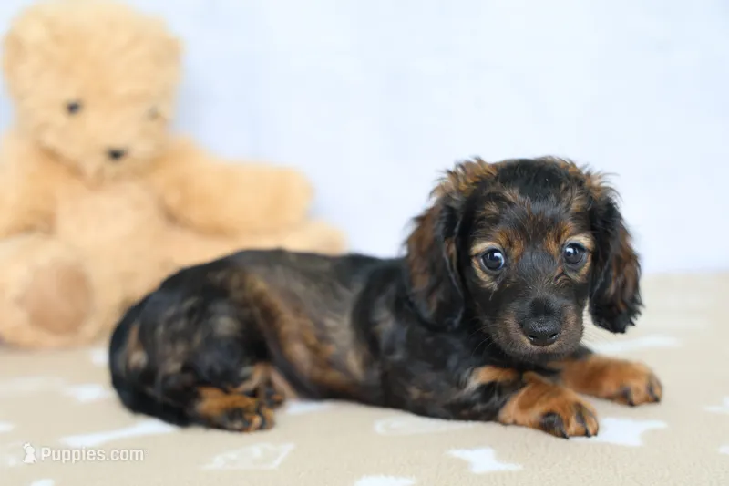 Lainy – Miniature Dachshund puppy for sale in Millersburg, IN