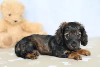 Lainy, a female Miniature Dachshund for sale in Millersburg, IN – 1 of 4