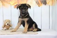 Aaron, a male German Shepherd Dog for sale in Millersburg, IN – 2 of 4