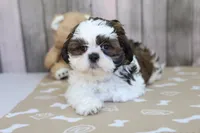 Moose, a male Shih Tzu for sale in Millersburg, IN – 2 of 3