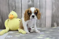 Walker, a male Cavalier King Charles Spaniel for sale in Millersburg, IN – 2 of 4