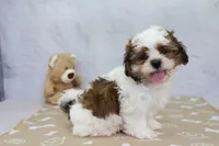 Tucker , a male Shih Tzu for sale in Millersburg, IN – 2 of 4